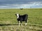 Cow animal pasture in meadow, Lithuania