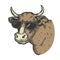 Cow animal in sunglasses color engraving vector