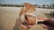 A cow on arambol beach eats a watermelon from the hands of a tourist.