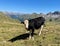 Cow in the Austrian Alps, Lech, Arlberg.