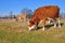 Cow on an autumn pasture