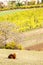 cow on autumnal meadow, Lower Austria, Austria