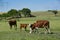 Cow and baby in Pampas coutryside,