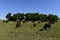 Cow and baby in Pampas coutryside,