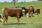 Cow and baby in Pampas coutryside,