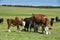 Cow and baby in Pampas coutryside,