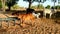 A cow baby running at farm in morning time, slow motion footage