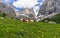 Cow on the background of the Marmolada massif. Val Rosalia, Dolomites, Italy