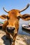 Cow on the Bank of the Holy Ganga river - India