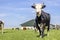 Cow and barn, black and white in front, old-fashioned landscape with cows, countryside with meadow and blue sky