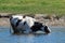 Cow is bathing in the river cattle