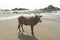 Cow on the beach