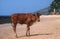 Cow on the beach, India.
