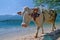 Cow on the beach of Lake Bohinj