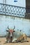 Cow bearing face powder in Holi festivities in Rajasthan