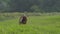Cow on the beautiful meadow. Cow grazing on green grass field in a sunny day. Cow on livestock farming. Brown cow walking on grass