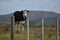 Cow behind wire fence