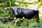 Cow with a bell in the forest thicket, close-up