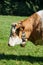 cow with bell in the green grass