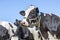 Cow with belt around her face. Portrait of the head of a sweet black and white bovine with friendly expression and blue background