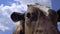 Cow Bends Over And Sniffs The Camera. Close-up of a calf on  background of  sky