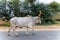 cow with big horn at road at evening from flat angle
