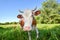 Cow with big muzzle staring straight into camera close up. Farm animals. Funny cute red and white spotted cow on the field