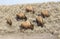 Cow bison foraging on hill of sagebrush in early winter