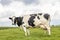 Cow black mottled with round large udder, standing in a pasture, in a field and a blue cloudy sky, full length side view