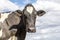 Cow, black and white seriously calm looking, black nose, in front of a blue cloudy sky