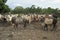 Cow, Brahman breed, locked up on a ranch