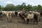 Cow, Brahman breed, locked up on a ranch, cowboy