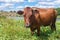 Cow with broken horn standing on a summer meadow near small river Sura in Ukraine