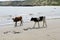 Cow and Brown Bull on Sand Beach, Animals Natural World, Travel Africa