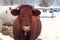 Cow brown, close-up portrait. Cattle in the paddock outdoors in winter. A chestnut-colored horned cow with horns in the snow