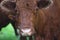 Cow brown face farm animal bovine agriculture closeup dairy farming