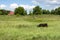 cow with a brown skin grazing in the meadow, the mountain, hooves, tail, cattle, countryside