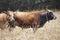 Cow and bull in the countryside. Cattle, livestock