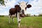 Cow or Bull in a Field Normandy, France, Europe