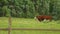 Cow and bull in the mountains. Happy alpine milky cows are grazing in the grass. Rural scene, in the background Tatra