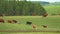 Cow and bull in the mountains. Happy alpine milky cows are grazing in the grass. Rural scene, in the background Tatra