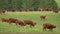 Cow and bull in the mountains. Happy alpine milky cows are grazing in the grass. Rural scene, in the background Tatra