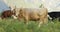 Cow and bull in the mountains. Happy milky cows are grazing in the grass. Rural scene, in the background mountains.