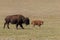 Cow and Calf Bison