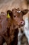 Cow calf brown  against background standing in a barn