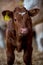 Cow calf brown  against background standing in a barn