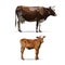 Cow Calf brown, vector animal