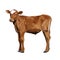 Cow Calf brown, vector animal