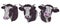 Cow, calf, bull cute muzzle face in three different set