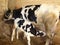 Cow calf. The calf drinking milk from its mother`s breast, motherhood